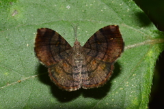 Lepidoptera