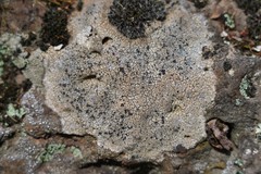Rhizocarpales