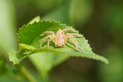 Neosparassus diana