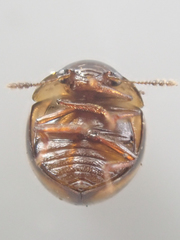 Agathidium maculosum