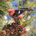 White-winged Crossbill - Photo (c) Tom Murray, some rights reserved (CC BY-NC), uploaded by Tom Murray