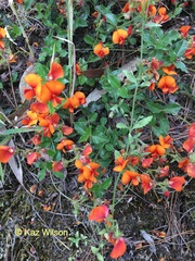Podolobium procumbens