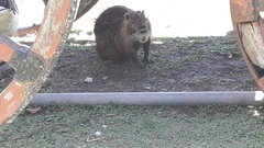 Myocastor coypus