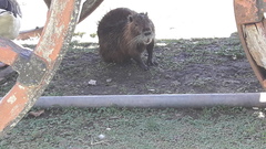 Myocastor coypus