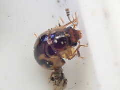 Agathidium maculosum