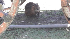 Myocastor coypus
