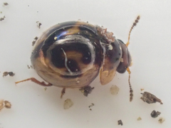 Agathidium maculosum