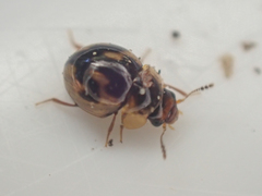 Agathidium maculosum