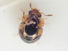 Agathidium maculosum