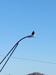 Corvus brachyrhynchos