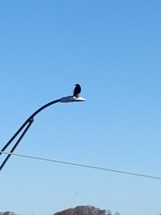 Corvus brachyrhynchos