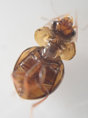 Agathidium maculosum