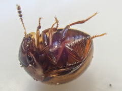 Agathidium maculosum