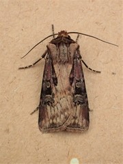 Agrotis vancouverensis