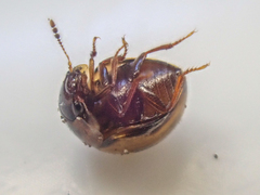 Agathidium maculosum