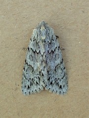 Andropolia aedon