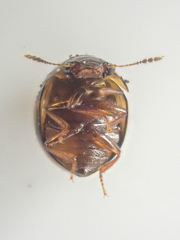 Agathidium maculosum