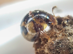 Agathidium maculosum