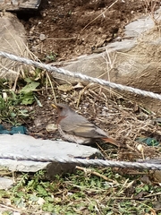 Turdus ruficollis