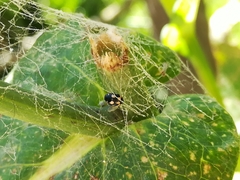 Hyperaspis festiva