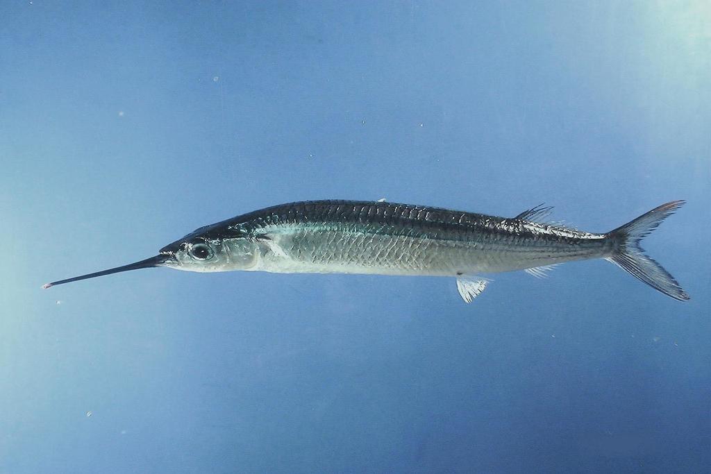 Common Halfbeak
