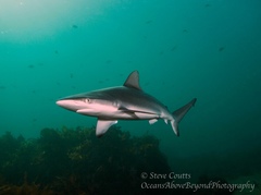 Carcharhinus obscurus