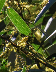 Acacia longifolia longifolia