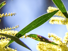 Acacia longifolia longifolia