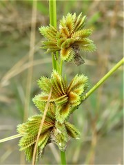 Cyperus acuminatus