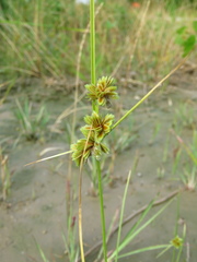 Cyperus acuminatus