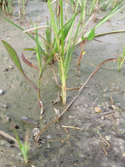 Cyperus acuminatus