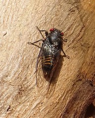 Pauropsalta castanea