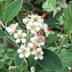 Eristalinus punctulatus