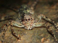 Phaeacius malayensis