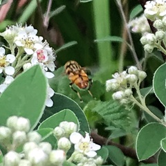 Eristalinus punctulatus