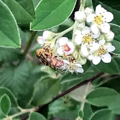 Eristalinus punctulatus