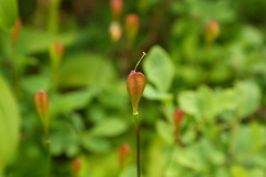 Erythronium montanum