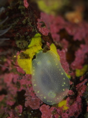 Cadlina laevis