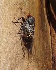 Pauropsalta castanea