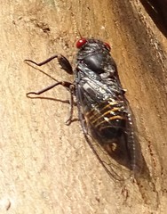 Pauropsalta castanea