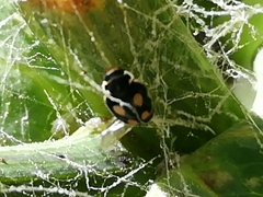 Hyperaspis festiva