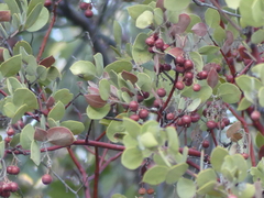 Arctostaphylos viscida pulchella