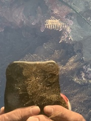 Abietinaria