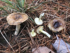 Hygrophorus boyeri