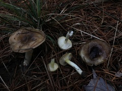 Hygrophorus boyeri