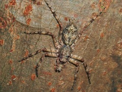 Phaeacius malayensis