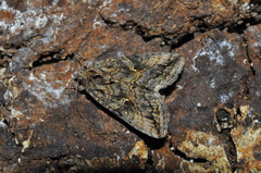 Plusiinae