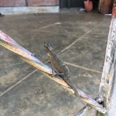 Trioceros bitaeniatus