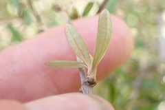 Olearia laxiflora