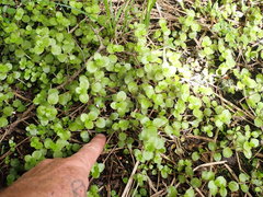 Epilobium pedunculare
